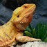 CgWCbAOCYlU-channel-avatar-Meet Marmaduke