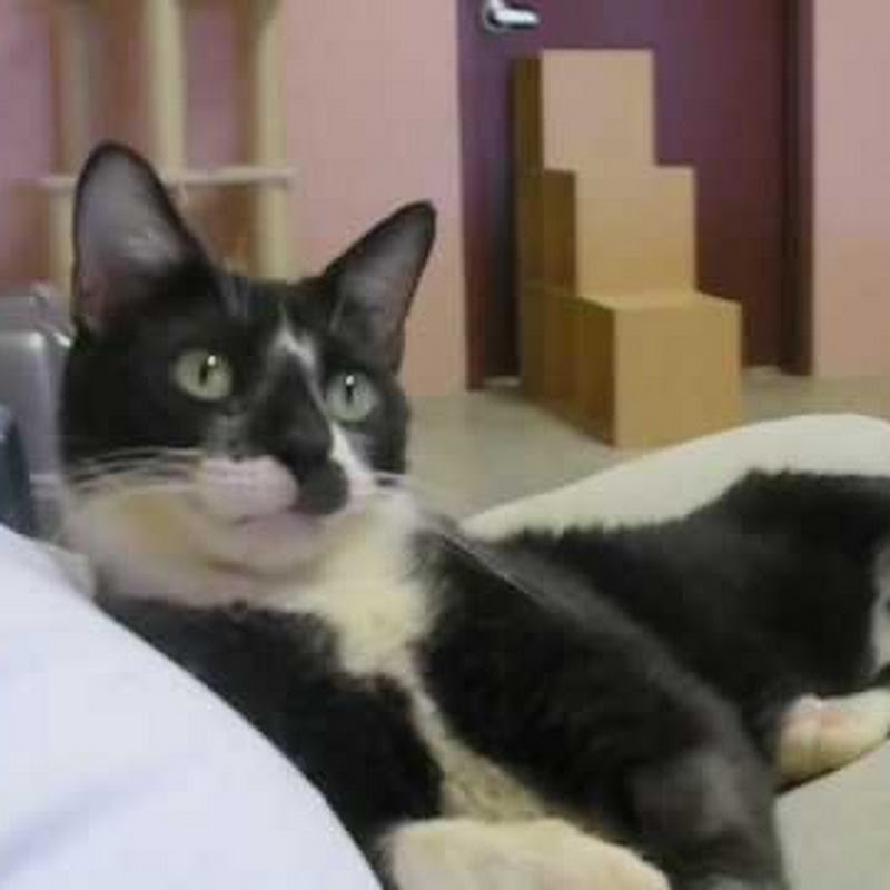 arkcatman