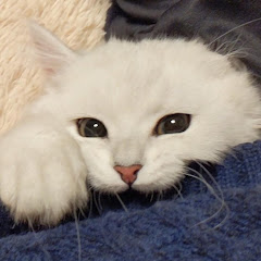ペルシャ猫のロクアイコン画像