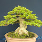 Châu Gia Long Bonsai