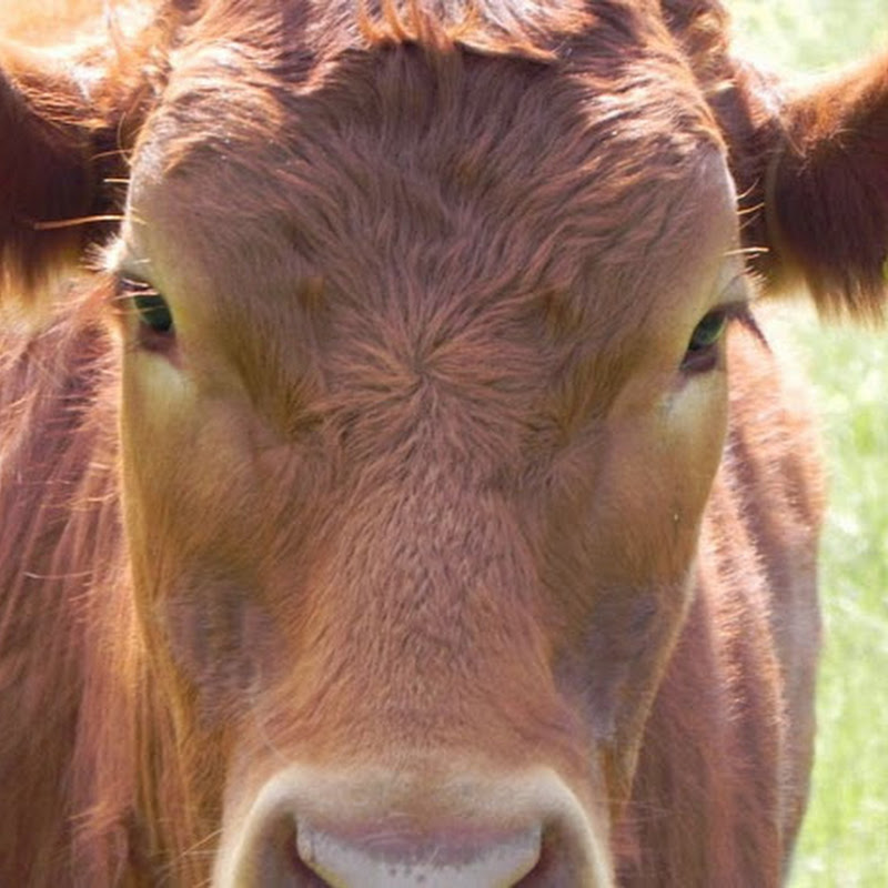 OSU Milkmama icon