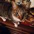 toZnxwLsNYc-channel-avatar-136 tora
