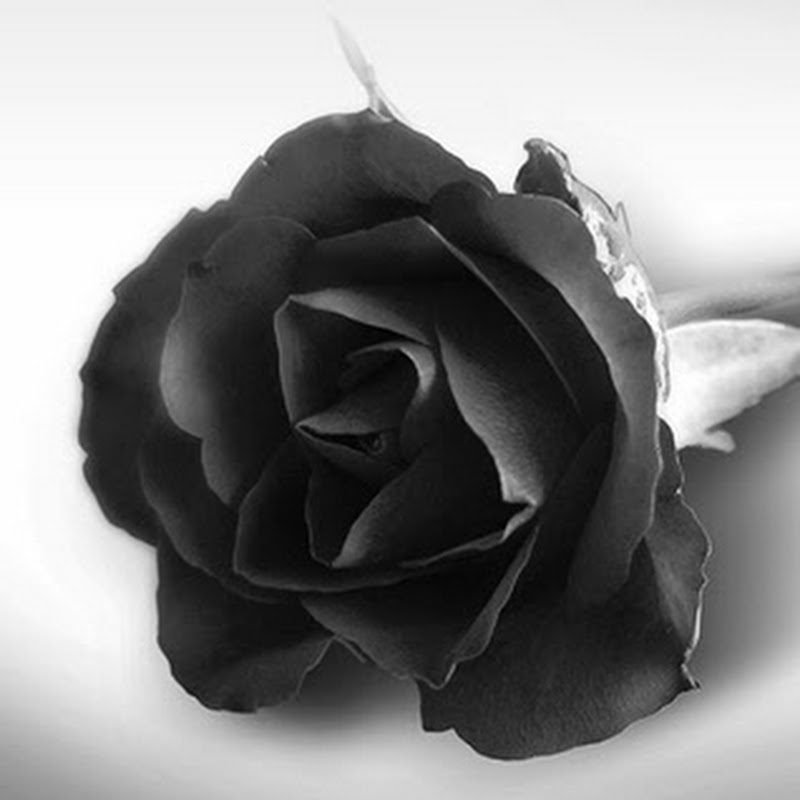 The Blackrose Gamer
