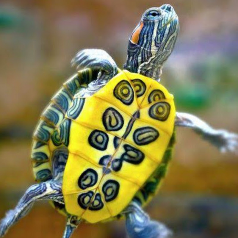 Hire TURTLE CARE CHANNEL — Dog Training & Care YouTube creator for sponsorships