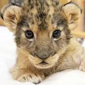 Reone sunnyちゃんねる