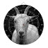 7x91ucivPyo-channel-avatar-DartsGoat