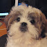OdQfedAorIk-channel-avatar-2cute2shihtzu