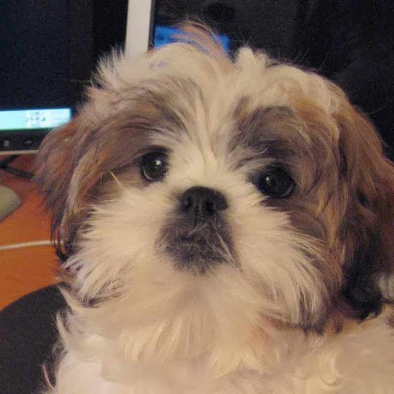 2cute2shihtzu