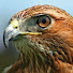 MBgDpNhksvE-channel-avatar-Luna Hawk
