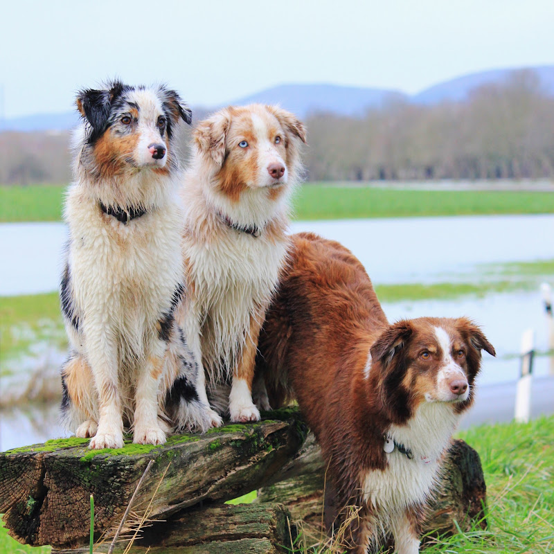 Australian Shepherds Amy, Joy und Liv
