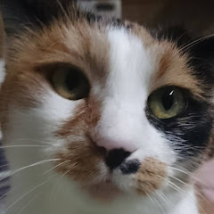 しす