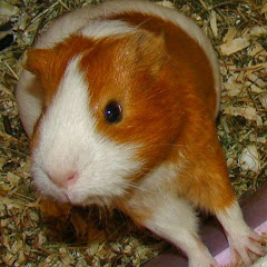 MeerschweinLisa