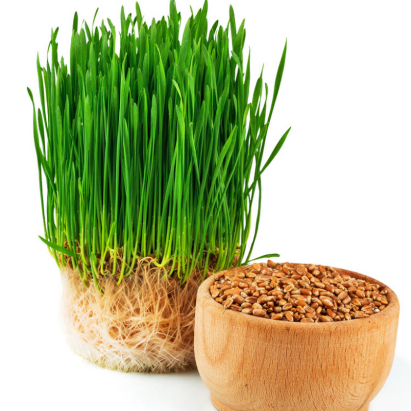 Todd's Seeds