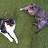 @skitzvitz Avatar