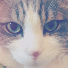 azuchirobebe