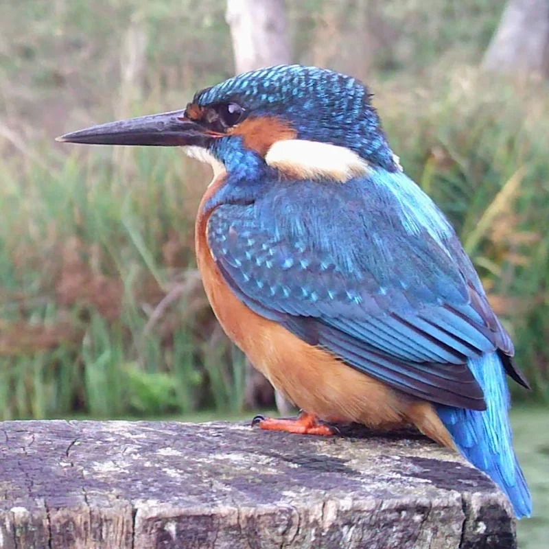 WildlifeKate at YewView