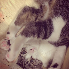 チセちゃんねるアイコン画像