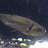 @deepwater4720 Avatar