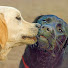 8D0PAy9naQI-channel-avatar-MrPoochsmooch