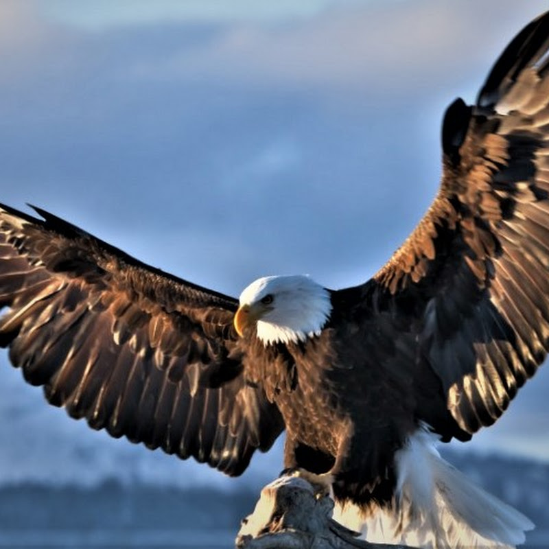 EagleS WingS