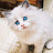 @shihasrasheed1991