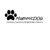 Owczarek Belgijski Malinois - MagneticDOG