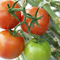 AgriComm Avatar