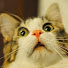 OSap4nsa_rY-channel-avatar-FuuMasta