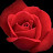 @rose4942