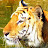 @ranjuislam77 Avatar