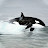 @opqrst7 Avatar