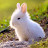 @white_rabbit_N1