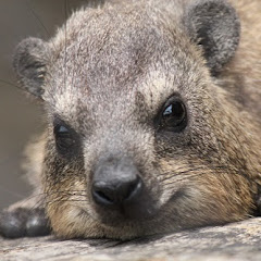 CapeHyrax