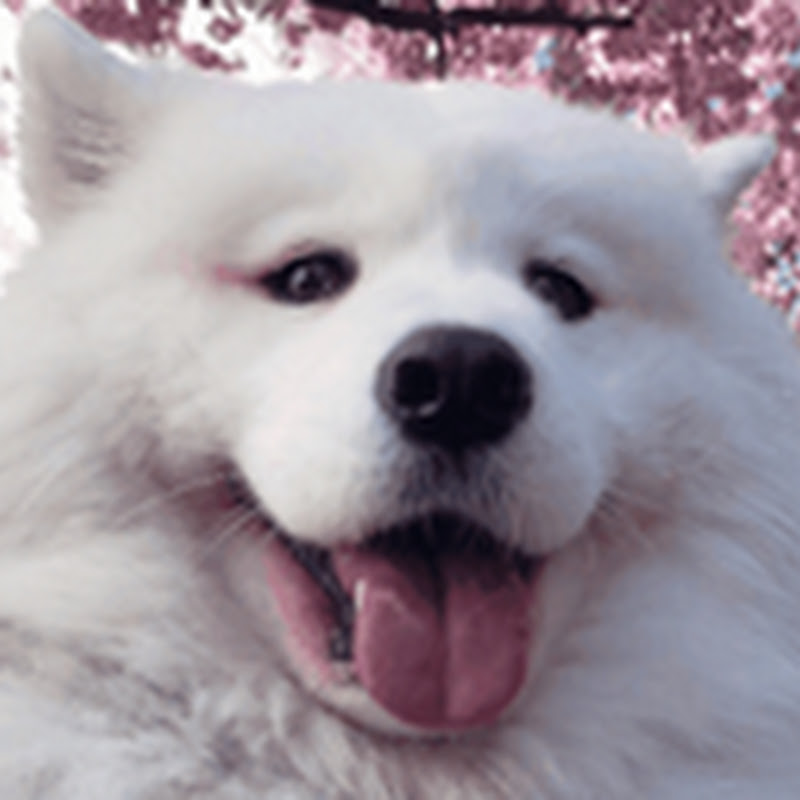 Channel Avatar