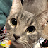 SQJ0TN6I0GI-channel-avatar-CJWILLI Cracking Packs