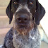 3Cbt2ssvBUw-channel-avatar-gourmetsportsman