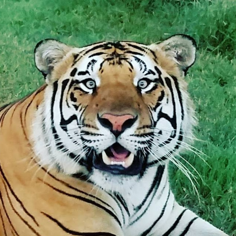 BigCatDerek icon