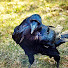 k7Nw8dQWL4c-channel-avatar-trevor1967