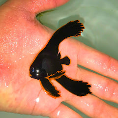 あらかわサブアイコン画像