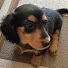 tXYZj1ErEcU-channel-avatar-尾白犬
