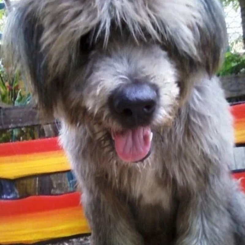 เหน่งคุงชาแนล