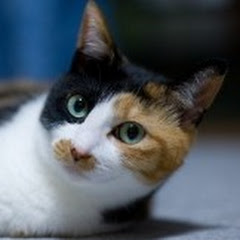 ?アックス使い?の三毛猫のネメ