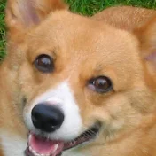 ニルバーナチャンネル（起業家・起業志望者向け）