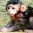 Newborn Monkey Daily