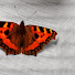 KSmycr0R75A-channel-avatar-A. Wilson