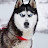 @lukechard1584 Avatar