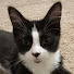 ZzHEQeAtVoE-channel-avatar-Ringo The Cat