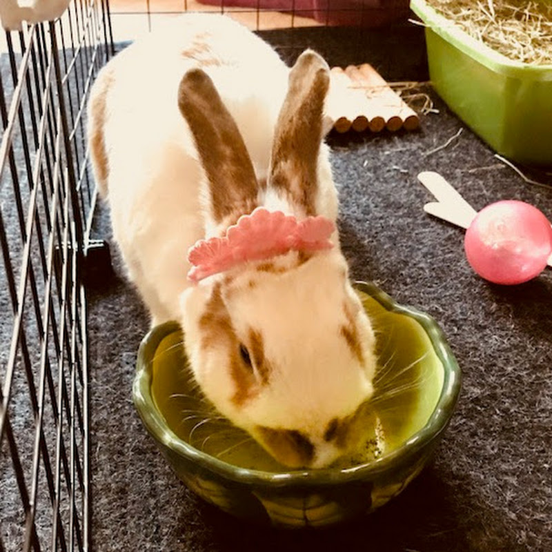 Bunnini the Bunny