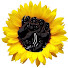 coRKs_y3snI-channel-avatar-GiraSoul Jewels Inc.