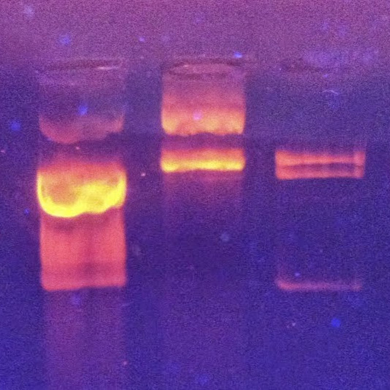 profbiot